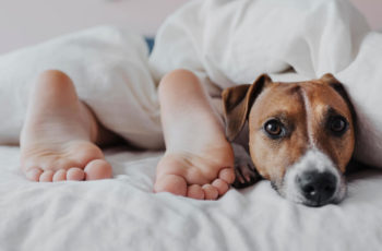 Dormir com animal de estimação, como isso pode afetar você e seu animal?